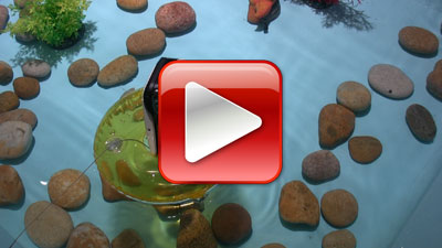 Play the Underwater Camera Video